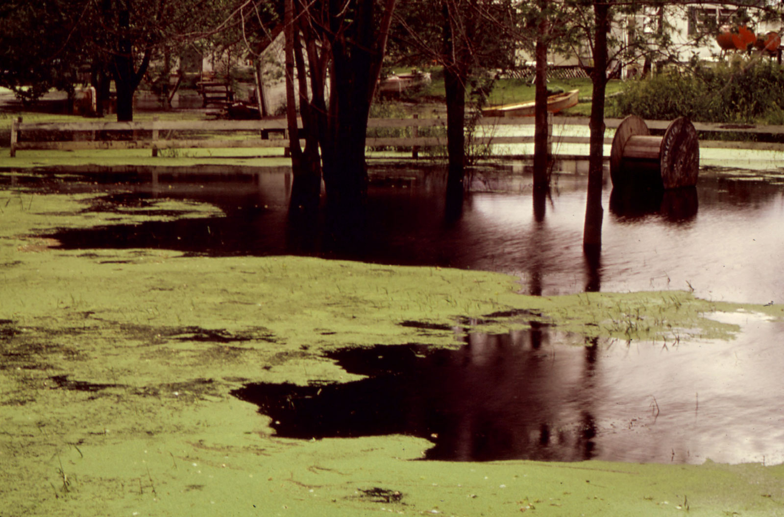 Algae cover the Fox River in 1931