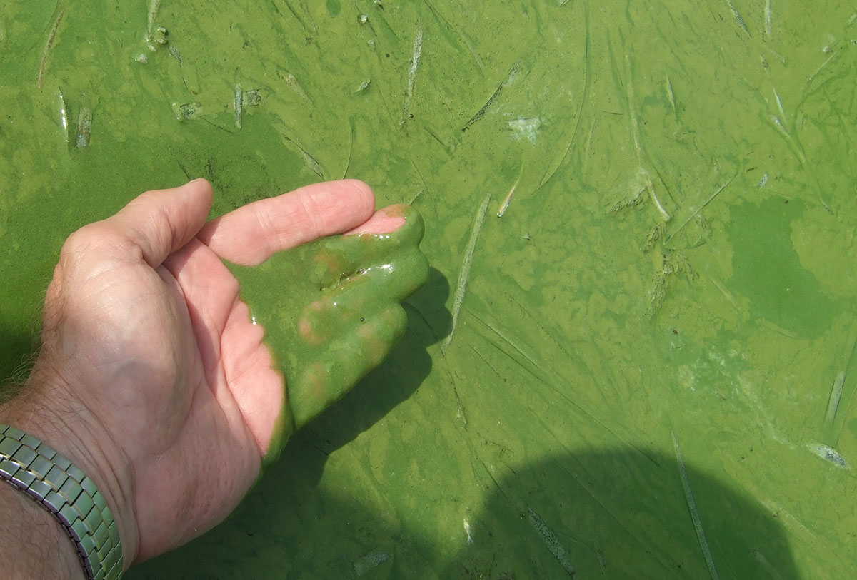 Cyanobacteria in Lake Erie